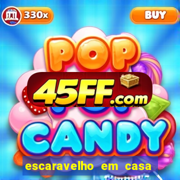 escaravelho em casa significado espiritual